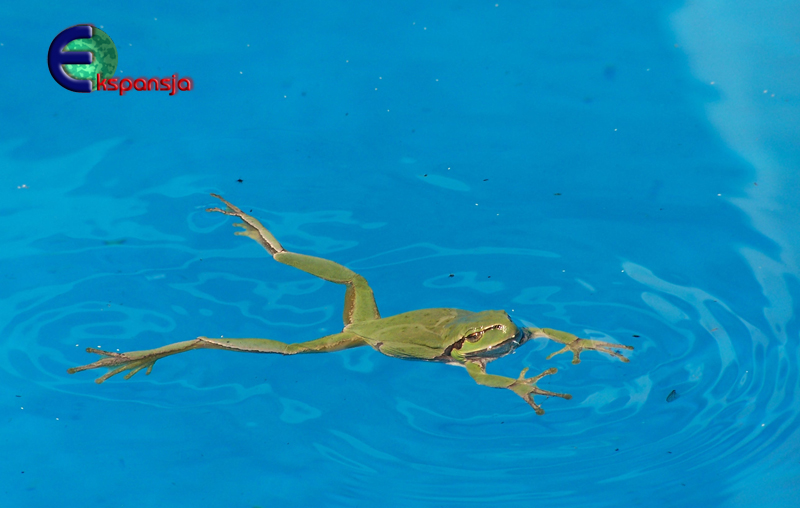 Rzekotka drzewna (Hyla arborea) żaba woda basen kąpielowy