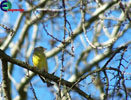 Dzwoniec (Carduelis chloris)