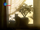Kot domowy (Felis silvestris catus), okno cień kwiaty doniczkowe